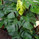 monstera giant Houseplant Plant Flower Rare - Home Garden Plant EBER