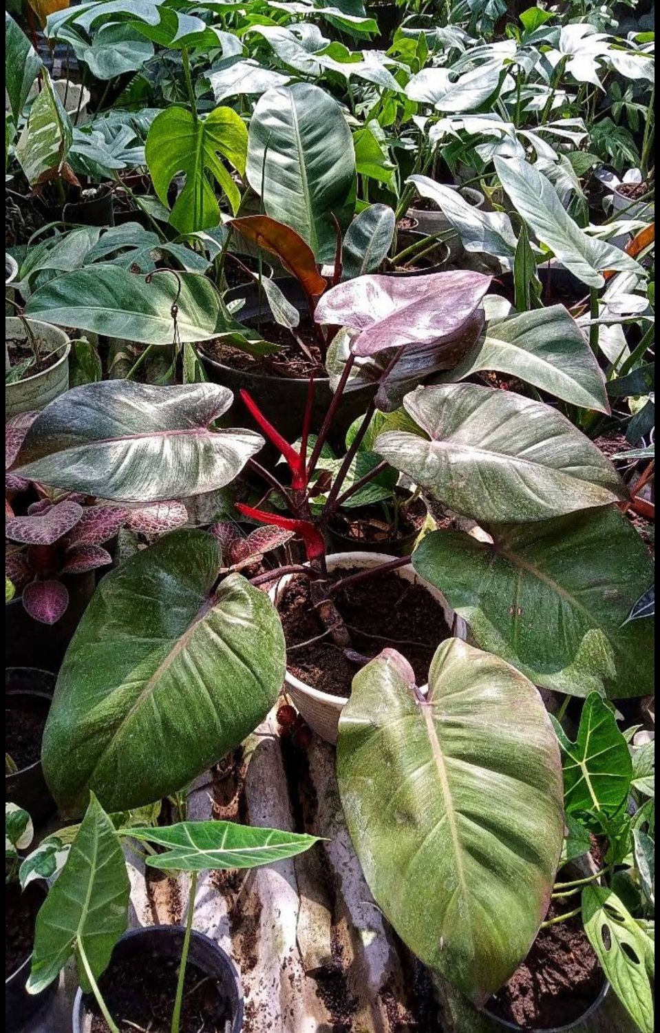 Philodendron Royal Queen Houseplant Plant Flower Rare - Home Garden Plant  EBER