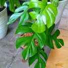 Mini Split Leaf Rhaphidophora tetrasperma Houseplant Plant Flower Rare - Home Garden Plant EBER