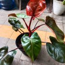 Philodendron bloody Houseplant Plant Flower Rare - Home Garden Plant EBER