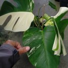 monstera Varigata marble Houseplant Plant Flower Rare - Home Garden Plant EBER