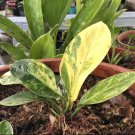 Anthurium Jenmanii Variegated Rare Houseplant Plant Flower Rare - Home Garden Plant EBER