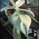 Variegated Philodendron Florida Beauty Houseplant Plant Flower Rare - Home Garden Plant EBER