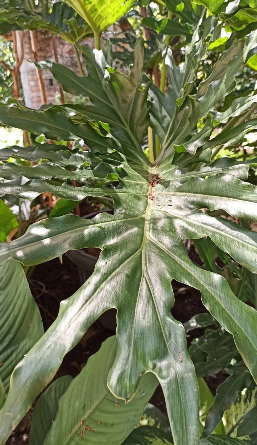 Philodendron Split Leaf Selloum Houseplant Plant Flower Rare - Home Garden Plant EBER