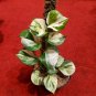 Manjula Pothos Epipremnum aureum Houseplant Plant Flower Rare - Home Garden Plant EBER