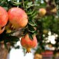 Salavatski Pomegranate Fruit Plant Tree Rare - Home Garden Plant EBER