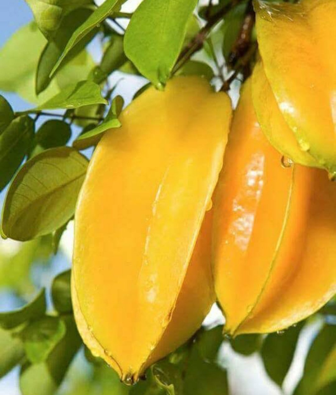 Star Fruit Averrhoa Carambola Bell Fruit Houseplant Plant Rare - Home Garden Plant EBER