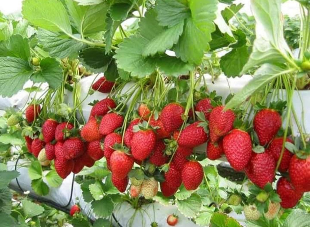 Everbearing Bare Root Strawberry Fruit Houseplant Plant Rare - Home Garden Plant EBER