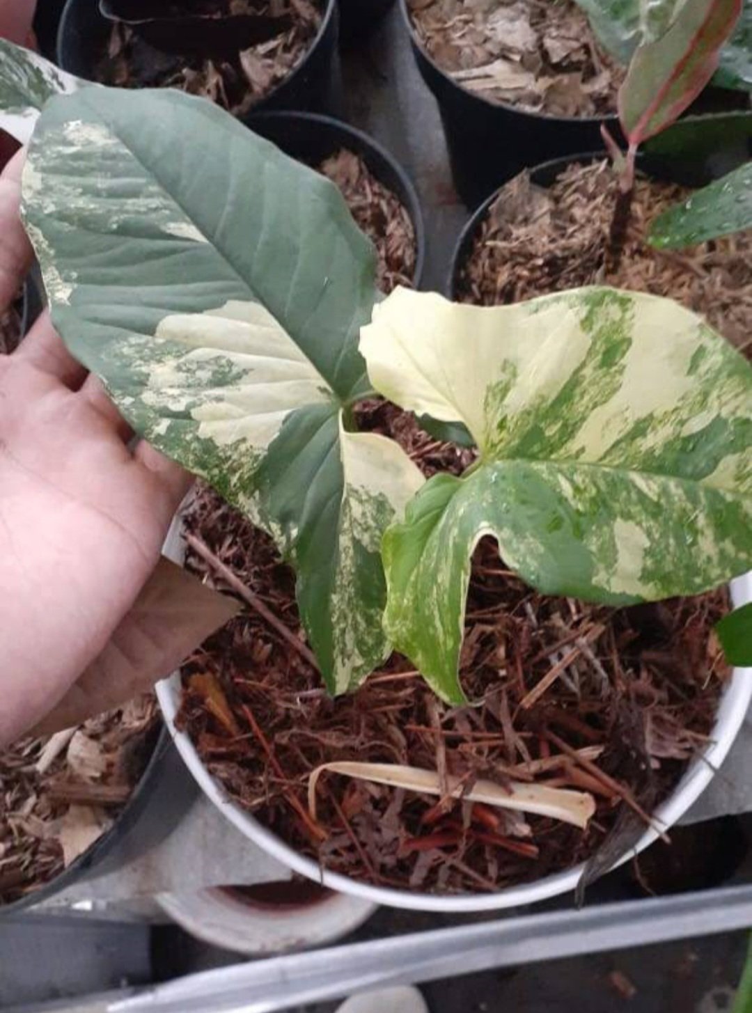 Syngonium Yellow-Aurea Variegated Flower Houseplant Plant Rare - Home Garden Plant EBER