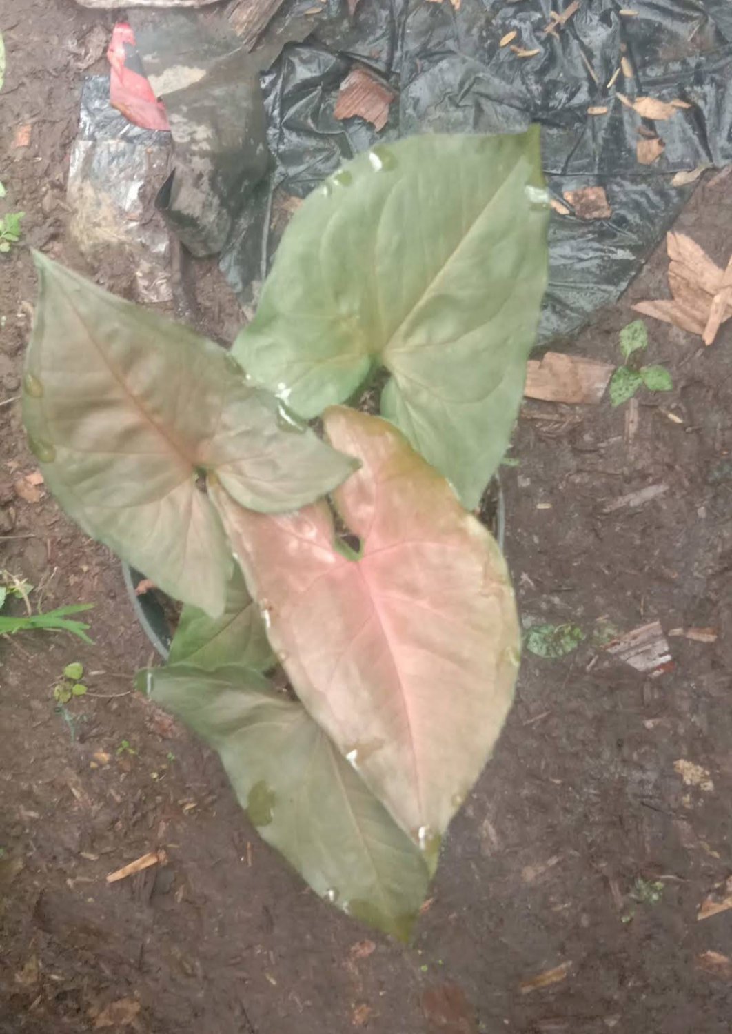 Neon Pink Robusta Arrowhead Flower Houseplant Plant Rare - Home Garden Plant EBER