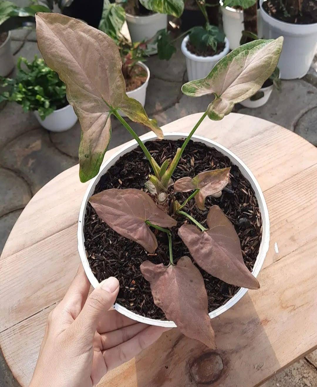 Neon Pink Robusta Arrowhead Flower Houseplant Plant Rare - Home Garden Plant EBER