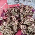 Rare Tradescantia Nanouk Variegated Flower Houseplant Plant Rare - Home Garden Plant EBER