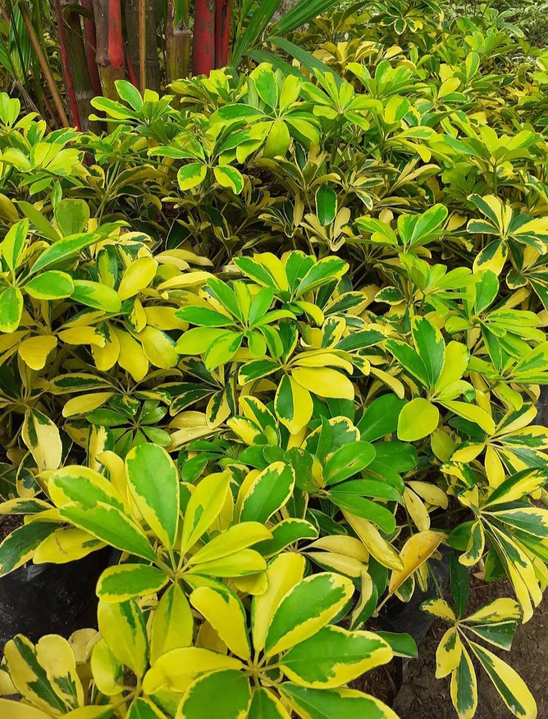umbrella tree Schefflera arboricola Flower Houseplant Plant Rare - Home Garden Plant EBER