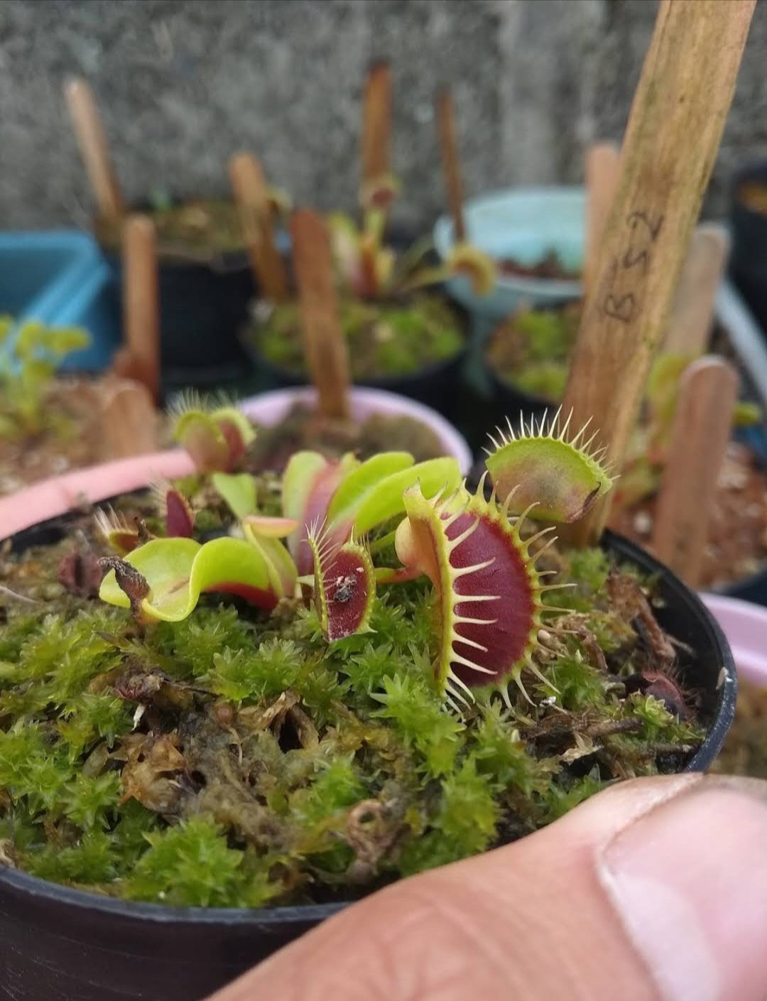 venus flytrap Carnivorous Flower Houseplant Plant Rare - Home Garden Plant EBER