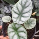 Alocasia Silver Dragon Flower Houseplant Plant Rare - Home Garden Plant EBER