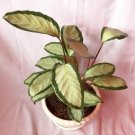 Calathea Picturata Flower Houseplant Plant Rare - Home Garden Plant EBER