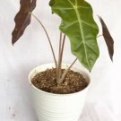 Alocasia Pseudo Sanderiana Flower Houseplant Plant Rare - Home Garden Plant EBER