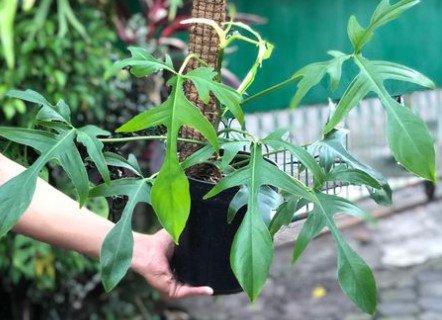 philodendron glad hands Flower Houseplant Plant Rare - Home Garden Plant EBER