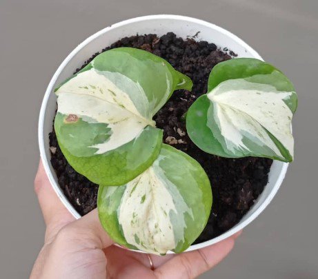 Manjula Pothos Epipremnum aureum Flower Houseplant Plant Rare - Home Garden Plant EBER