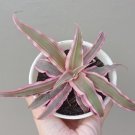 Cryptanthus Bivittatus Pink Flower Houseplant Plant Rare - Home Garden Plant EBER
