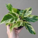 Calathea Yellow fusion Flower Houseplant Plant Rare - Home Garden Plant EBER