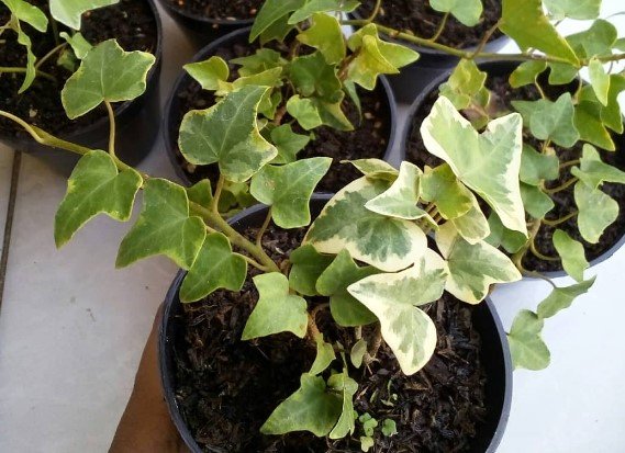 White Variegated English Ivy Flower Houseplant Plant Rare - Home Garden Plant EBER