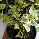 White Variegated English Ivy Flower Houseplant Plant Rare - Home Garden Plant EBER