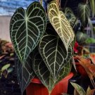 Anthurium Clarinervium Hybrid Flower Houseplant Plant Rare - Home Garden Plant EBER