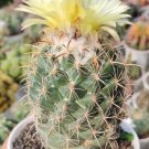 Coryphantha pallida Cactus Flower Houseplant Plant Rare - Home Garden Plant EBER