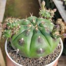 Gymnocalycium horstii Cactus Flower Houseplant Plant Rare - Home Garden Plant EBER