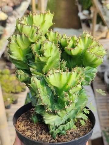 euphorbia lactea cristata Cactus Flower Houseplant Plant Rare - Home Garden Plant EBER