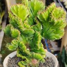 euphorbia lactea forma Cactus Flower Houseplant Plant Rare - Home Garden Plant EBER