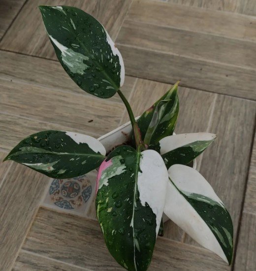 Philodendron White Princes Flower Houseplant Plant Rare - Home Garden Plant EBER