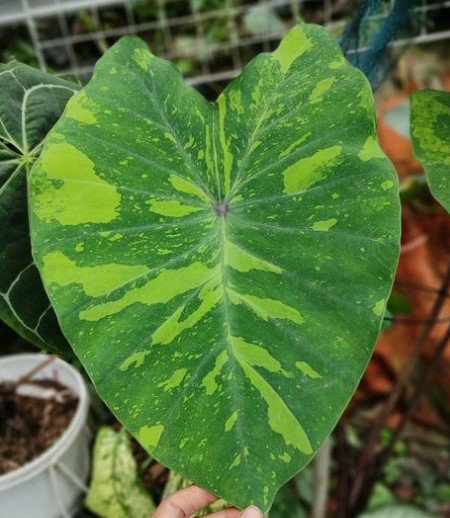 Colocasia Lemon lime gecko Flower Houseplant Plant Rare - Home Garden Plant EBER