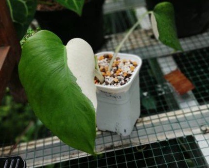 Monstera Variegata Half Moon Flower Houseplant Plant Rare - Home Garden Plant EBER