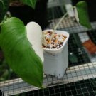 Monstera Variegata Half Moon Flower Houseplant Plant Rare - Home Garden Plant EBER