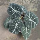 Alocasia Black Velvet Flower Houseplant Plant Rare - Home Garden Plant EBER