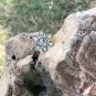Rosecut Diamond Ring 925 Silver Polki Diamond Rings For Anniversary Gift.