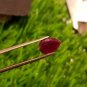 1.55 cts Mozambique Ruby Blood Red, Natural Ruby ,UNHEATED ,CERTIFIED, igi AAA+