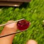 Mozambique Ruby 5.48cts Pigeon Blood Red Rare size Natural Ruby CERTIFIED.