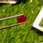 Mozambique Ruby 1.65Cts Cut Stone UNHEATED Ruby AAA+Natural CERTIFIED Ruby.