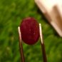 Mozambique Ruby 3.15 Blood Red 100% Natural Ruby no heat , 82 $ per cts