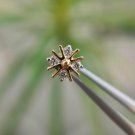 Diamond Flower Ear Piercing Jewelry 14k Solid Gold Body Piercing Nose Ear Stud. Diamond Flower Ear Piercing Jewelry 14k Solid Gold Body Piercing Nose Ear Stud.