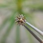 Diamond Flower Ear Piercing Jewelry 14k Solid Gold Body Piercing Nose Ear Stud.