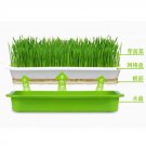 Layer Bean Sprouts Plate Seedling Tray Planting Dishes Growing wheat 3 set Double