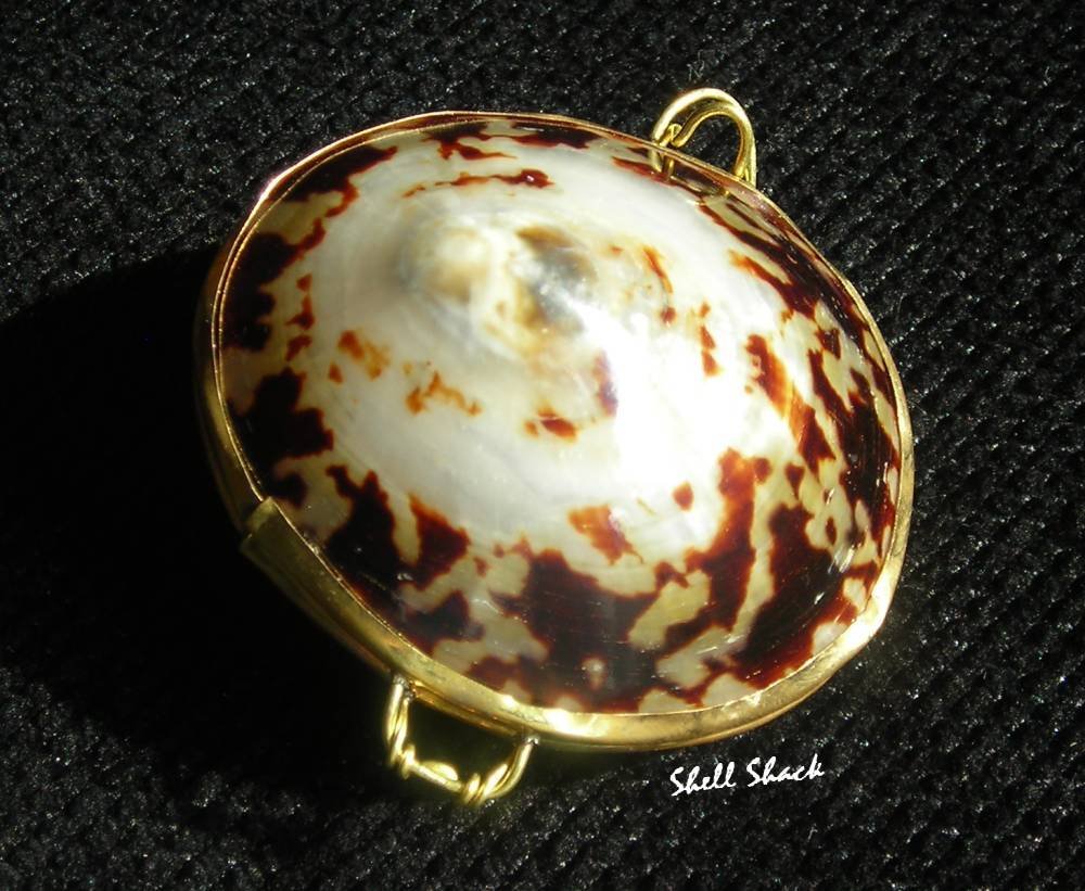 Polished Natural Limpet Seashell Pill Box - Tropical / Beach Sea Shell ...