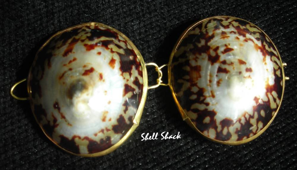 Polished Natural Limpet Seashell Pill Box - Tropical / Beach Sea Shell ...