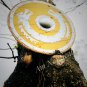 Shield Medieval Warrior Wooden Viking Shield Round Shield Dragon Face shield