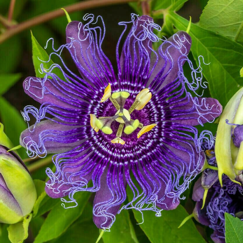 10 Seeds Cold Hardy Passion Fruit Maypop Purple Flower Passiflora Incarnata