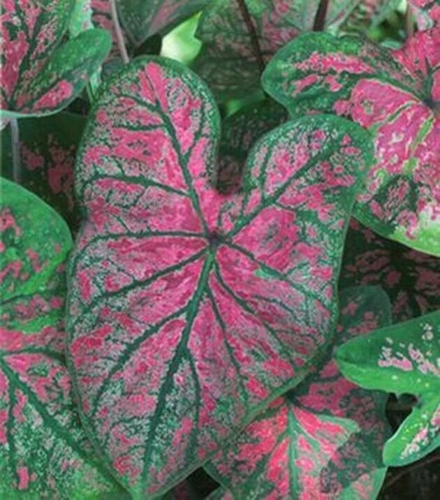 2 Florida Roselight Caladium Tropical Bulbs